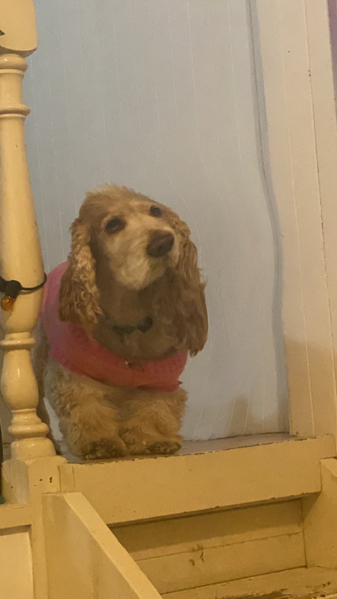 alice the dog tweet media