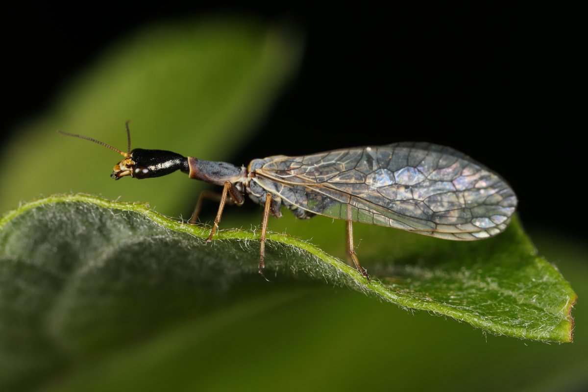 Natur_in_NRW's tweet photo. Diese #Kamelhalsfliege besitzt gelbe Flügelmale. Damit dürfte es sich wohl - ohne Gewähr - um Xanthostigma xanthostigma handeln. #Kamelhalsfliegen ernähren sich u. a. auch von Blattläusen.
#artenvielfalt #insekten #insects #Neuropterida #TwitterNatureCommunity #Netzflügler https://t.co/HMDCh29une