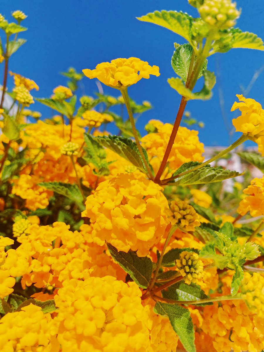 Flowers for you 💛