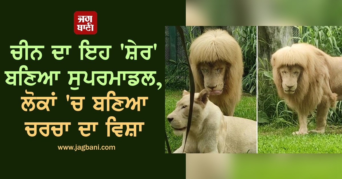 JagbaniOnline's tweet photo. ਚੀਨ ਦਾ ਇਹ 'ਸ਼ੇਰ' ਬਣਿਆ ਸੁਪਰਮਾਡਲ, ਲੋਕਾਂ 'ਚ ਬਣਿਆ ਚਰਚਾ ਦਾ ਵਿਸ਼ਾ (ਤਸਵੀਰਾਂ)
https://t.co/kE7ESckrp9
#China #Lion #Hairstyle #TopicofDiscussion https://t.co/UVNvpKqtCm