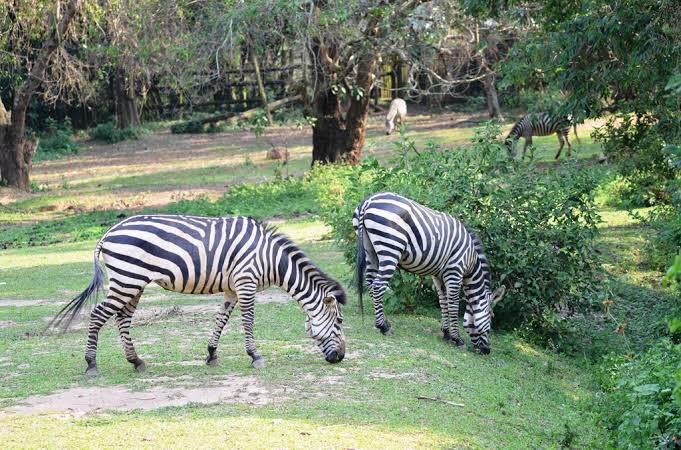 LittleCranes's tweet photo. The #BigClass theme this term is Wild Animals. The children will look at different animals, their habitats, behaviors & survival in the wild. A zoo visit will also happen so that they see the animals physically
#LittleCranes
#EarlyChildhoodEducation
#Kindergarten
#Montessori https://t.co/Khptd1usqi