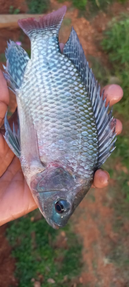 BlueFisheries's tweet photo. Tilapia fingerlings for sale @ksh15 https://t.co/LXrqeTX9tj