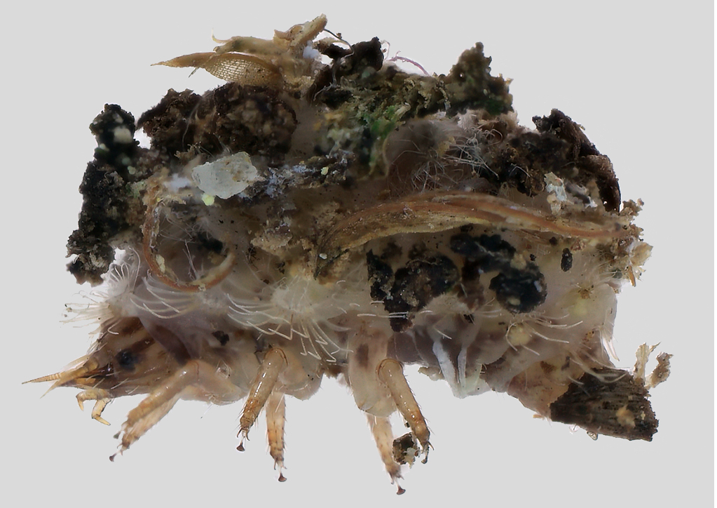 Rediscovery of the myrmecophilous larvae of Italochrysa italica (Insecta: Neuroptera: Chrysopidae)

Free download here: bioone.org/journals/integ…

Cool videos here: figshare.com/articles/media…