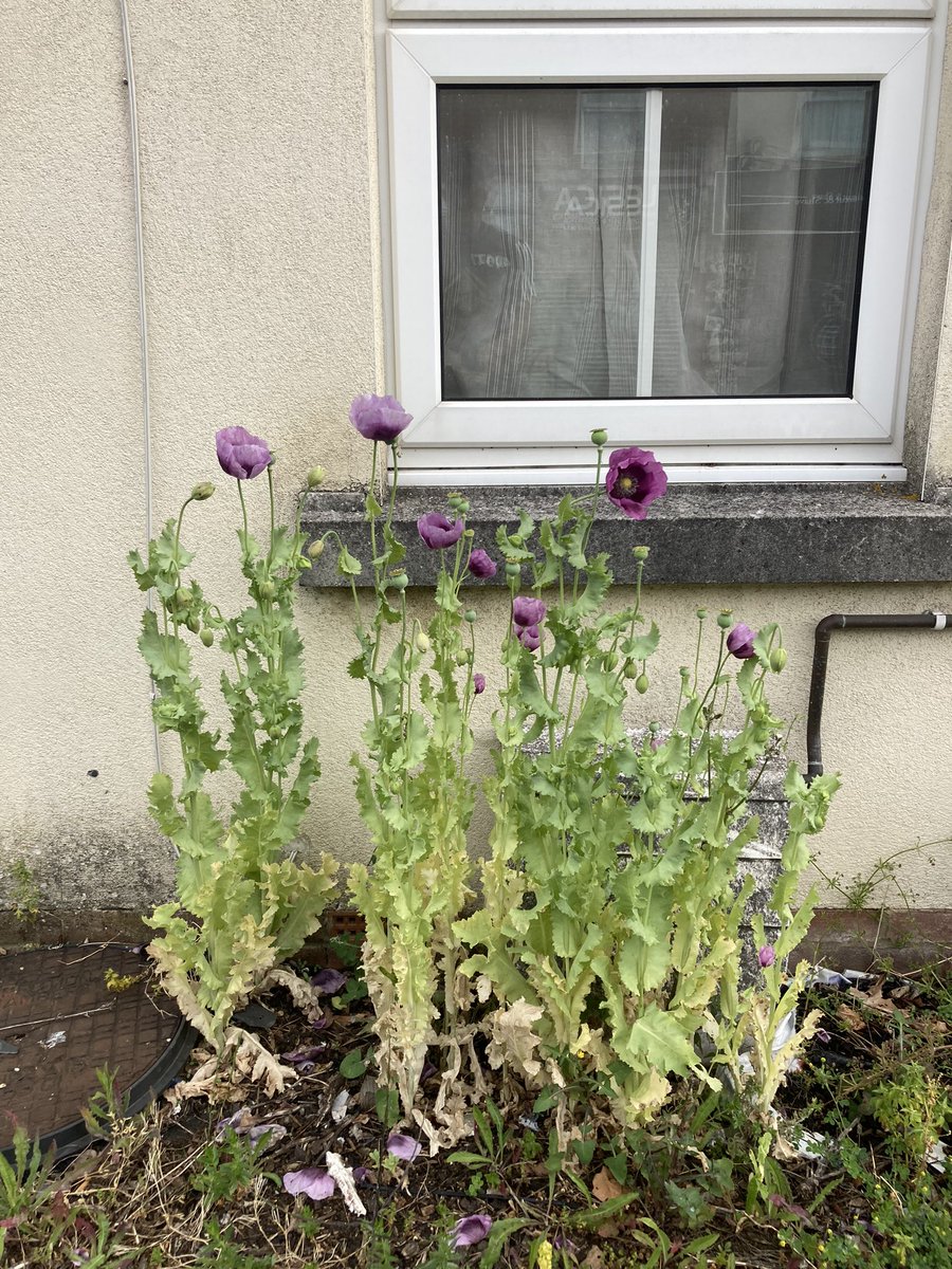 KFxNews's tweet photo. Day 2 of #saferinjecting for the fabulous @inclusion_hants team. So seemed appropriate to include photo of papaver somniferum in the dealing hotspot of Northiam! #drugs #harmreduction https://t.co/N9NqYF2OAu