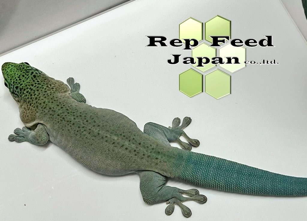 repfeedjapan's tweet photo. RepFeedメインでベビーから飼育しているスタンディングヒルヤモリが抱卵している様です🥚
#RepFeedJapan
#RepFeed
#スタンディングヒルヤモリ https://t.co/WOmh4zB8MW