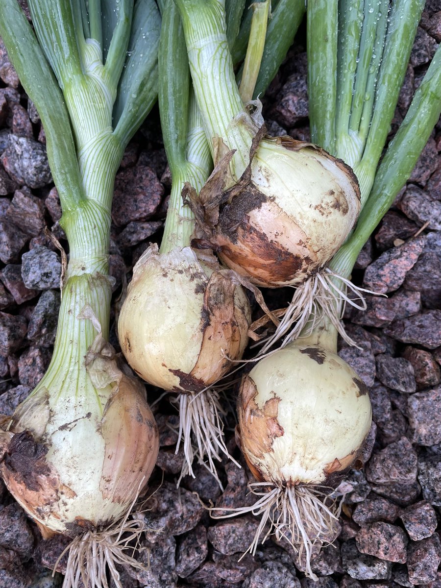 Troy looking good yesterday in East Anglia <a href="/BroerBV/">Broer B.V.</a> won’t be long before harvest. Was great to catch up with you