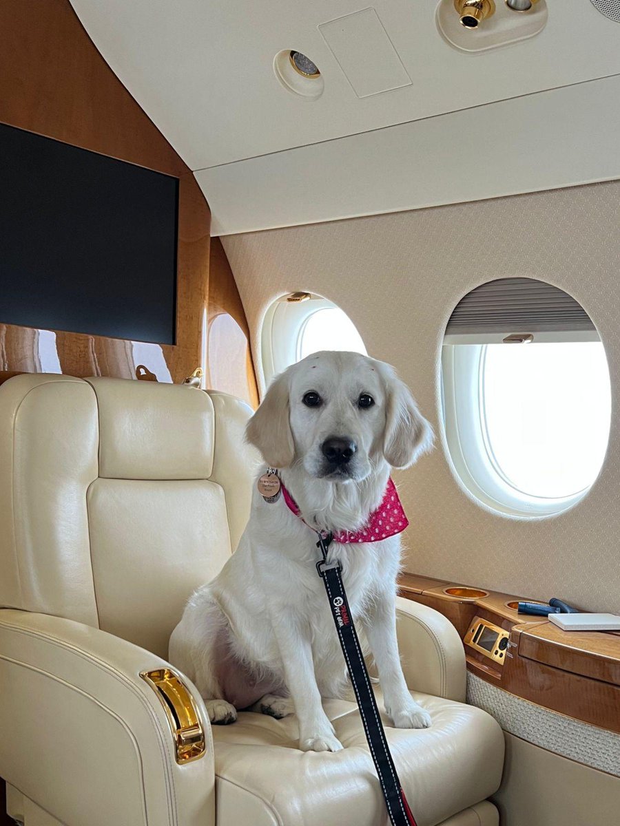 ACS_France's tweet photo. Ayra se tient prêt au décollage pour son vol de São Paulo vers Lisbonne, pour passer des vacances en Europe en famille! https://t.co/JxsyOvkdKt
#voyageprivé #aviation #voyagedeluxe #aviationprivée #jetprivé #petsonjets https://t.co/urMdDPb0DI