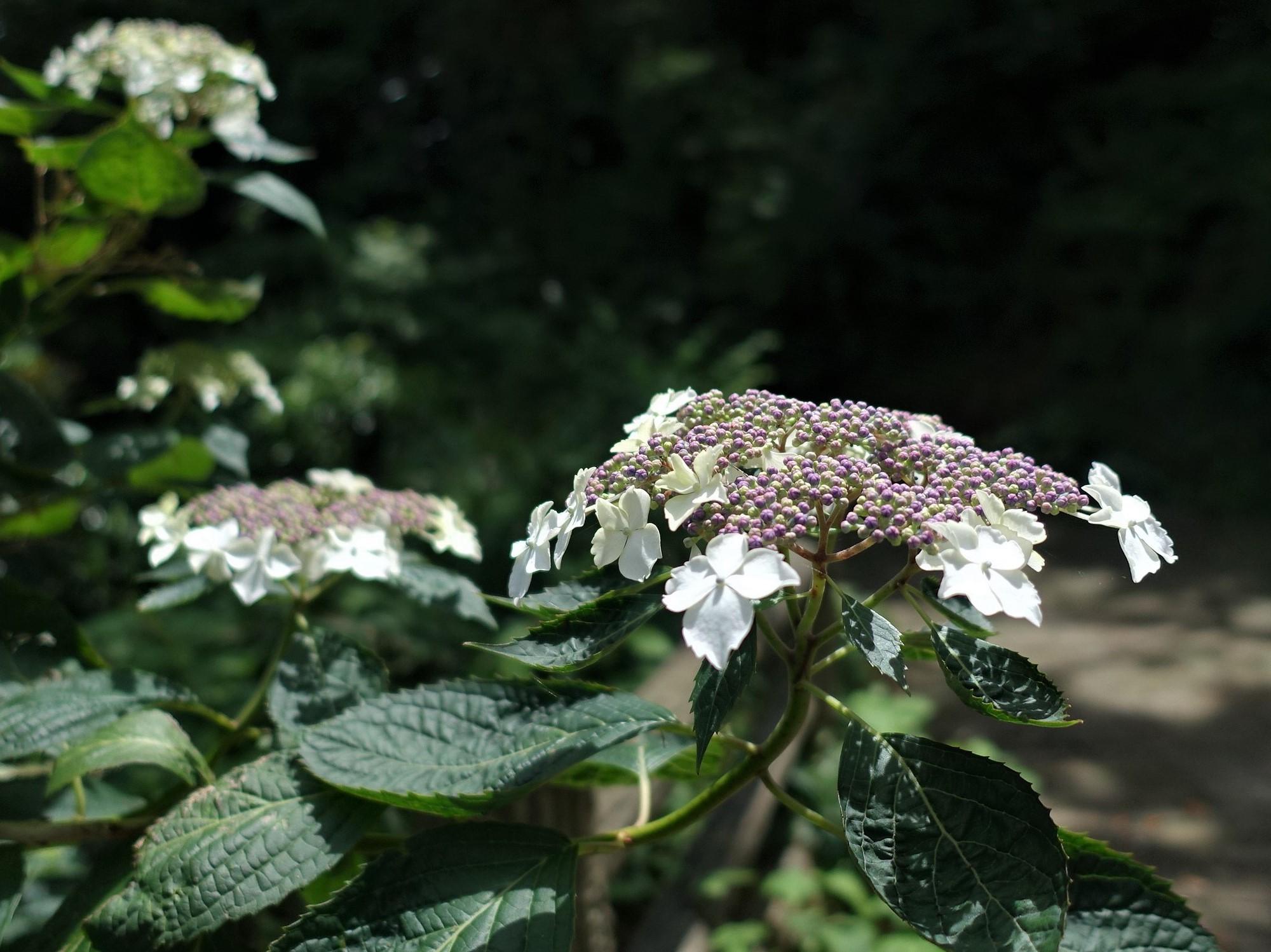 かながわの花の名所100選 Twitter Search Twitter