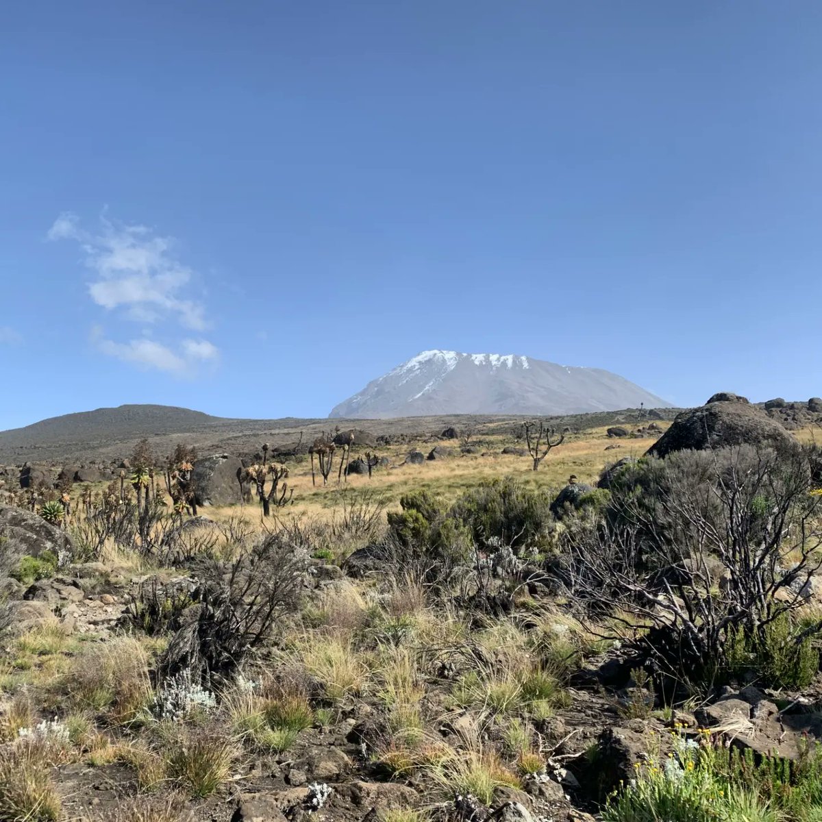 To allow myself to think that I could hike #MtKilimanjaro is top tier badass! I almost died, but didn't, bcs y'all would miss me like hell! You just want to know if I hit the summit. Kaa kitako, or matako or whatever - what's that Swahili expression for stay put? 😂
Day 2/6. Mad.