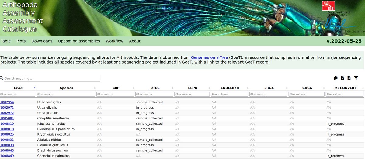 Thanks to great work at GoaT #Genomes on a Tree, A3Cat can collate planned or in-progress projects for 2'503 #arthropods and help avoid duplicated efforts
e.g. 9 species on a DTOL list @darwintreelife 
&amp;&amp; on a (ERGA || GAGA) list @erga_biodiv https://t.co/4KMPgrsEq3 