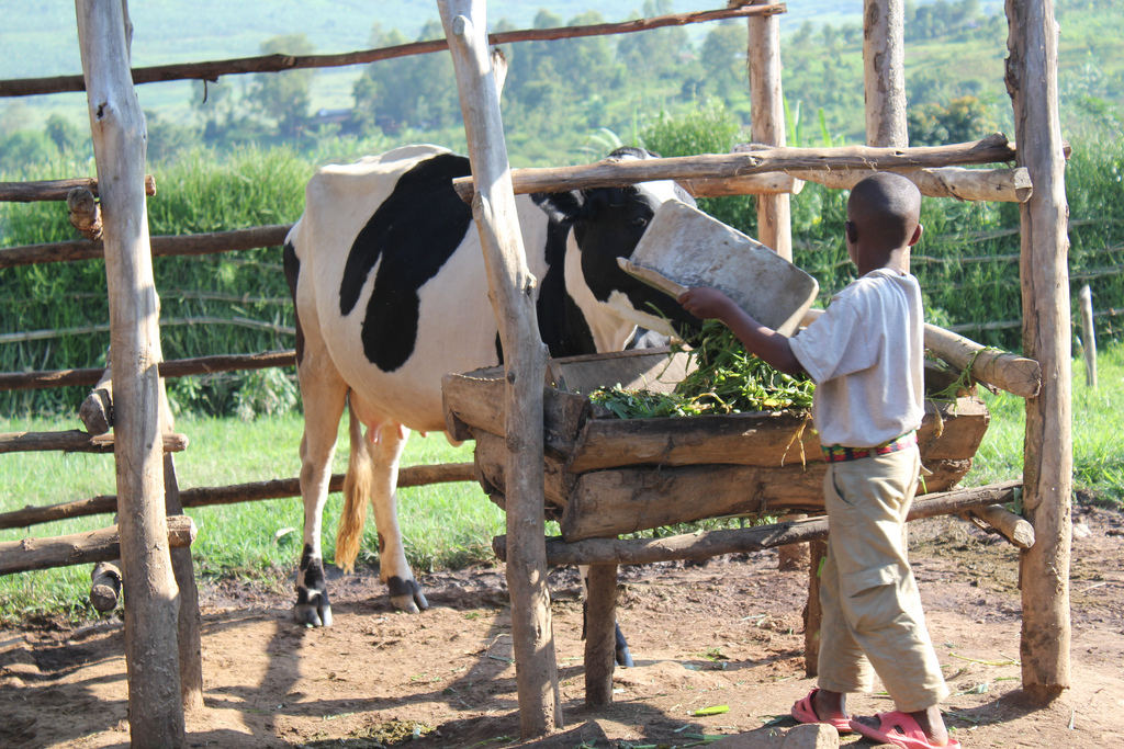 Raised a glass of #milk at breakfast this morning to celebrate #WorldMilkDay. And to remember that dairy is a regular income source for millions, especially women, in Africa and Asia. And an important source of nutrition for kids #whylivestockmatter <a href="/ILRI/">ILRI.org</a>