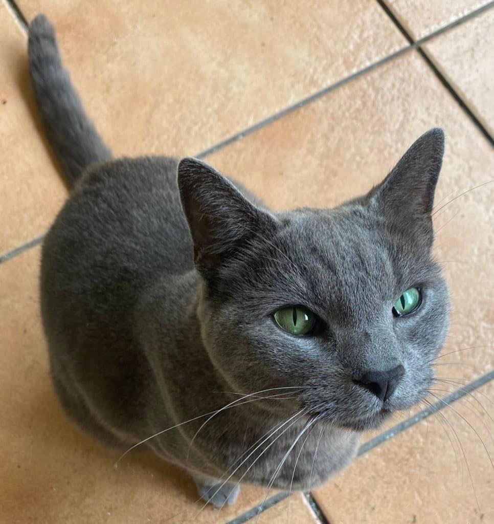HellaTamaryn's tweet photo. Hi Twitter. My bestie went missing from Eastleigh Ridge, Edenvale. I last saw him two days ago, and he never wanders far from his food bowl. 

He is sterilised but not chipped. Dark grey with striking green eyes.

Please call or message with any info.
Tamaryn - 0822297586 https://t.co/OqK0ebsoQ2
