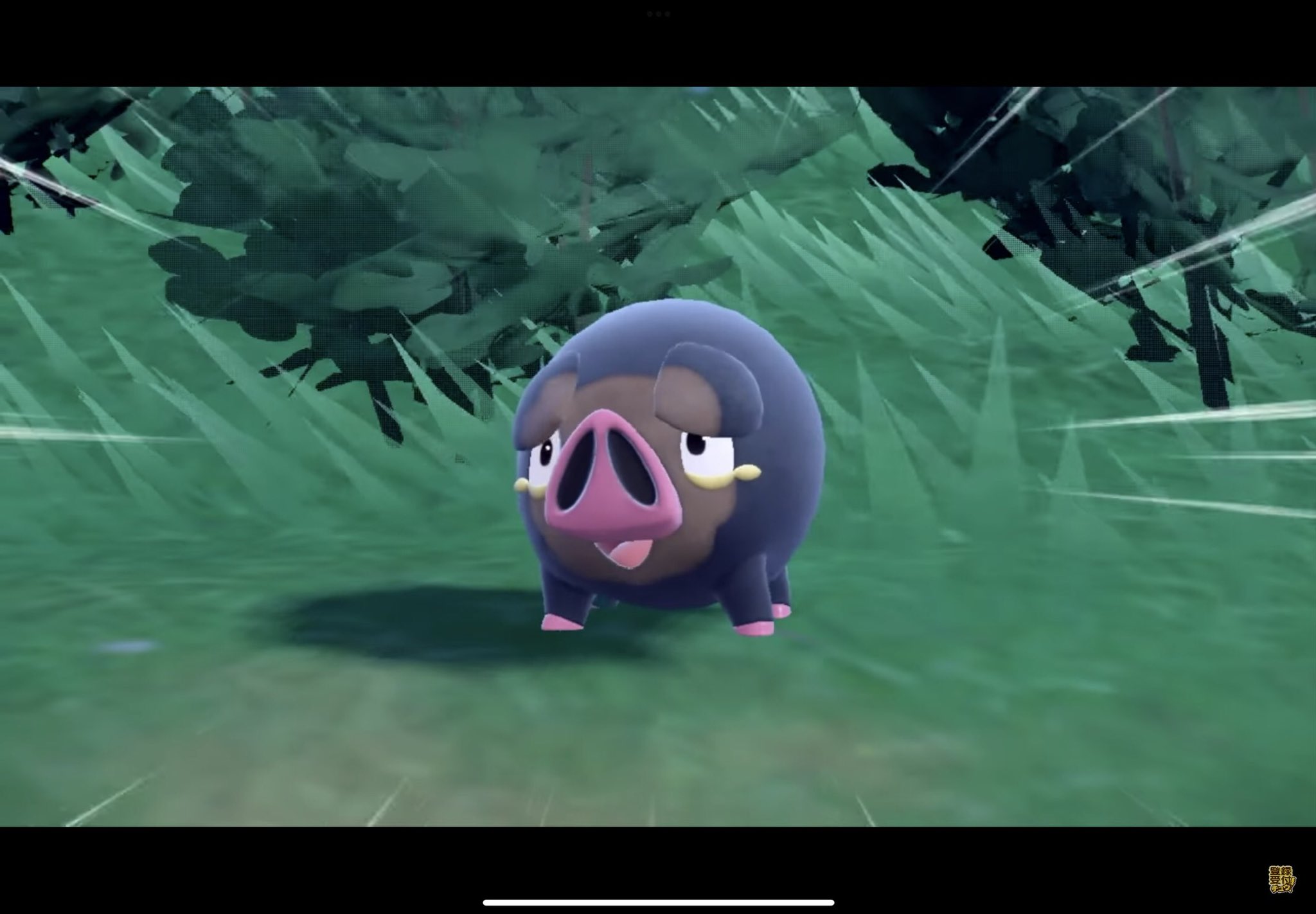 ケイ O ᆺ O スペインだからイベリコ豚モチーフ出ないかなぁと思ってた マジでか ポケモンsv T Co Bo913rwin4 Twitter