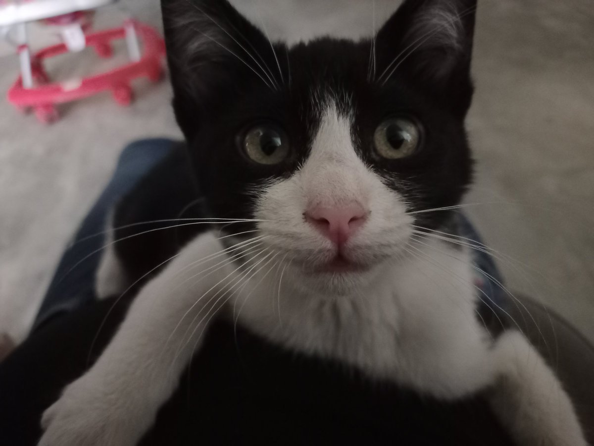Aissy_princess's tweet photo. El kevin 🐈💕 https://t.co/aqffbuM5kR