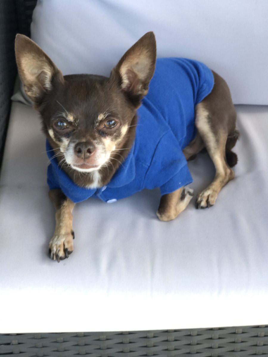 Team Dallas ISD (@teamdallasisd) on Twitter photo <a href="/DrElenaSHill/">Dr. Elena S. Hill</a> is introducing our next staff pet: "Chico is a 13-year-old Chihuahua who loves to pose, snuggle and eat treats! He loves to play dress up and has a closet full of clothes! Chico has even earned an honorary doctorate by being by my side during graduate school!" <a href="/DrElenaSHill/">Dr. Elena S. Hill</a> is introducing our next staff pet: "Chico is a 13-year-old Chihuahua who loves to pose, snuggle and eat treats! He loves to play dress up and has a closet full of clothes! Chico has even earned an honorary doctorate by being by my side during graduate school!"