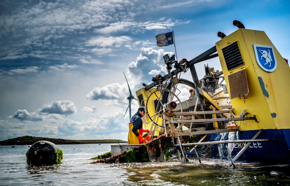 Het nieuwe seizoen van de Zeeuwse hangcultuurmosselen is vandaag officieel van start gegaan met het lichten van de touwen ter hoogte van Neeltje Jans. De mosselen laten een uitzonderlijk mooie kwaliteit zien voor de tijd van het jaar. Lees meer: bit.ly/3x6ob6N