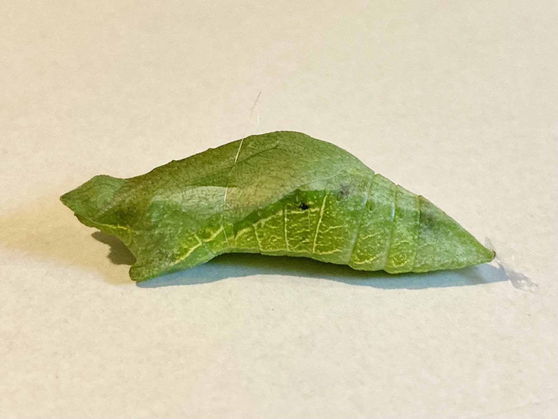 ぱるぺこあおむし アゲハ飼育 この子は ダメかもしれない まだ微かに動くけど アゲハ 蛹 寄生虫 T Co 13hkbsh3nu Twitter