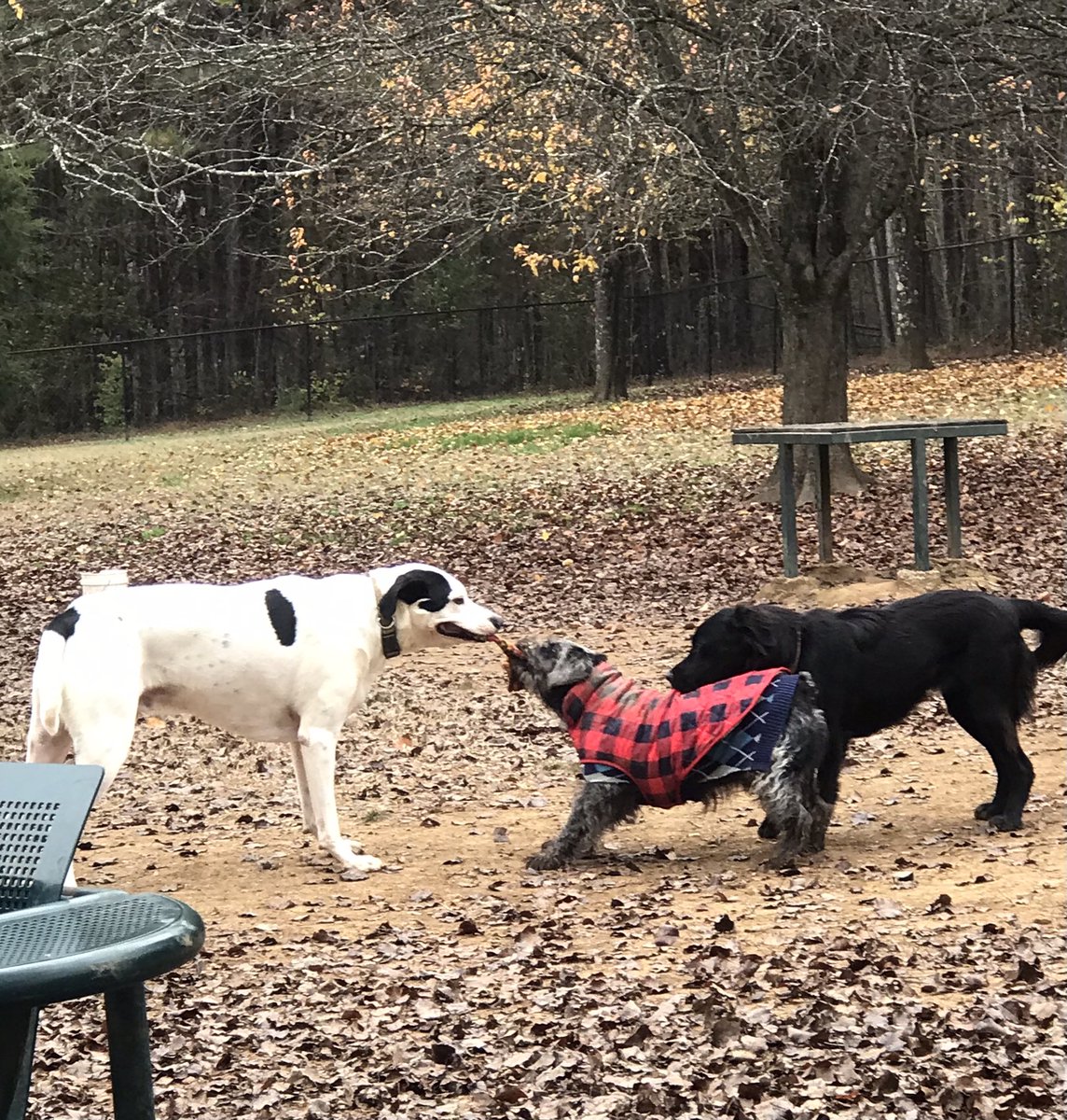 Partywithnikki's tweet photo. #DogParkdash2022 #greenwayFarm hixson https://t.co/pIXsjcGbp3