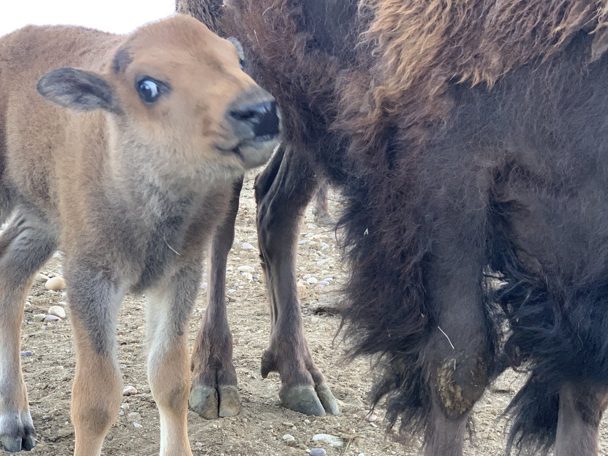 WyoBufGal's tweet photo. #humpday well-being tip from #patthebuffalo Not every Buffalo is named Pat.  They don’t wear name tags, so don’t make assumptions.  #touristseason #westernhospitality https://t.co/9mfg7nours
