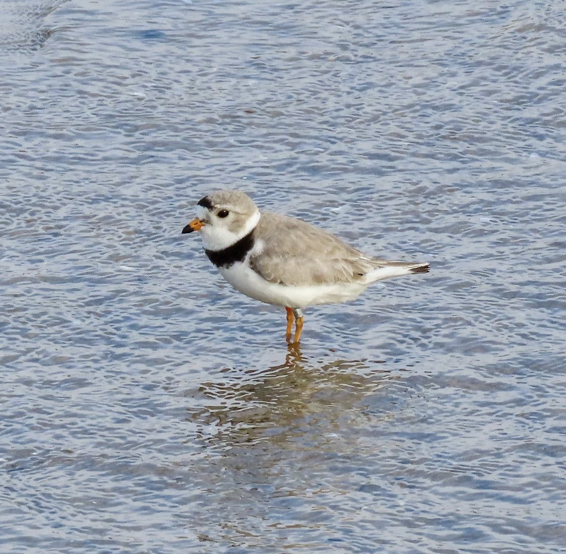 ChicagoPiping's tweet image. “Never have so many been rooting so hard for a lonely plover.”
~ Kentucky birder

Imani is present at Montrose Beach this morning ☀️ (Wednesday, June 1).

📸: Geoff Tonn (Imani, Montrose Beach, May 31, 2022)