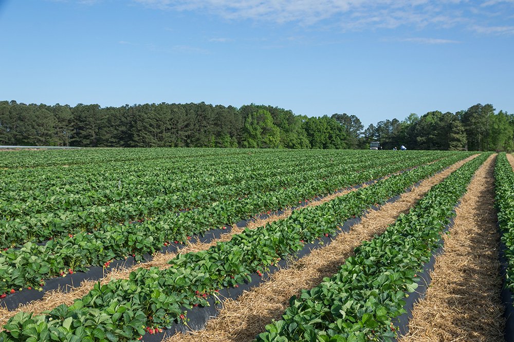 BLOG: Agriculture in Lee County

Lee County’s economic and cultural history is thick with agriculture. According to the 2017 USDA Census of Agriculture, Lee County has 250 farms and 35,170 acres of farmland. 

&gt;&gt;FULL ARTICLE: growsanfordnc.com/chamberBlog/ar…