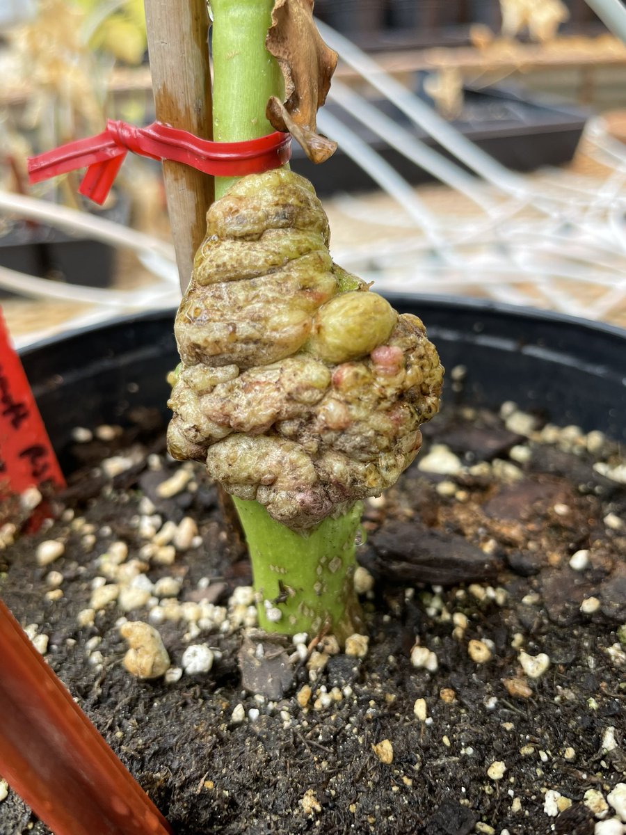 tim 🐈 (@timfutureleaf) on Twitter photo Deck the galls with ruby! Keeping an eye on <a href="/VincentPennetti/">Vincent Pennetti</a> plants while he is away 🤩 #agrobacterium Deck the galls with ruby! Keeping an eye on <a href="/VincentPennetti/">Vincent Pennetti</a> plants while he is away 🤩 #agrobacterium