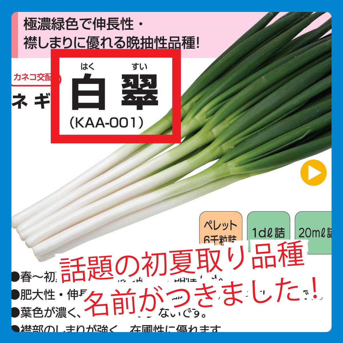 カネコ種苗の番号品種「KAA-001」に名前がつきました。 その名も白翠