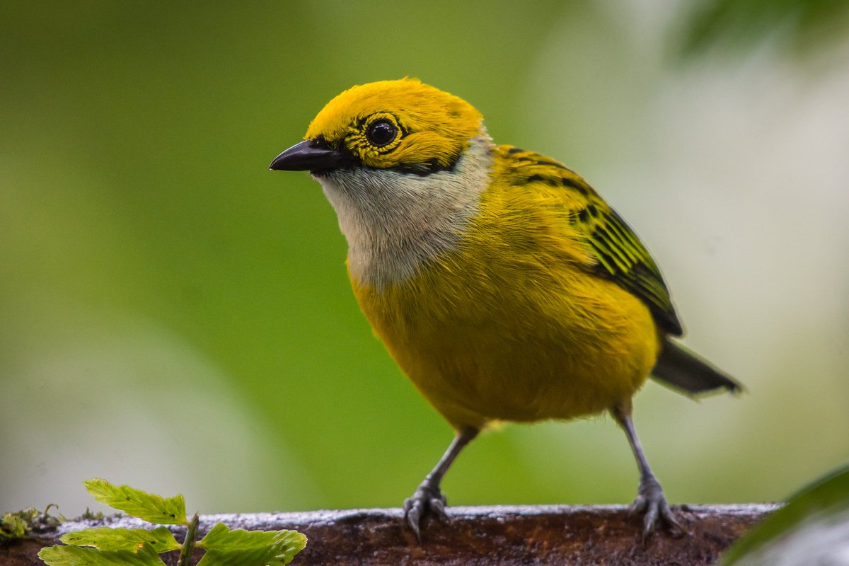michaelpasaje96's tweet photo. Brilla con mi el sol radiante...
Tangará Amarilla/Silver-throated Tanager/Tangara icterocephala🍃✔️ https://t.co/dDCo4I5Rvt