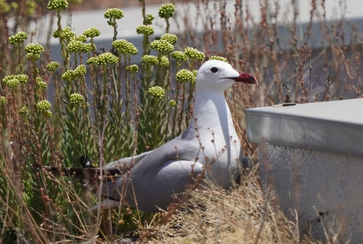 Notícia bomba: la gavina corsa nidifica per primera vegada al Maresme! En el marc del II Atles d'ocells de la comarca, localitzat un niu amb 2 polls, conjuntament amb <a href="/alexisillustrat/">alexis</a> Estrictament protegida <a href="/gencat/">Generalitat de Catalunya</a> en farà control i seguiment. Més informació properament. <a href="/gutarb/">guta</a>