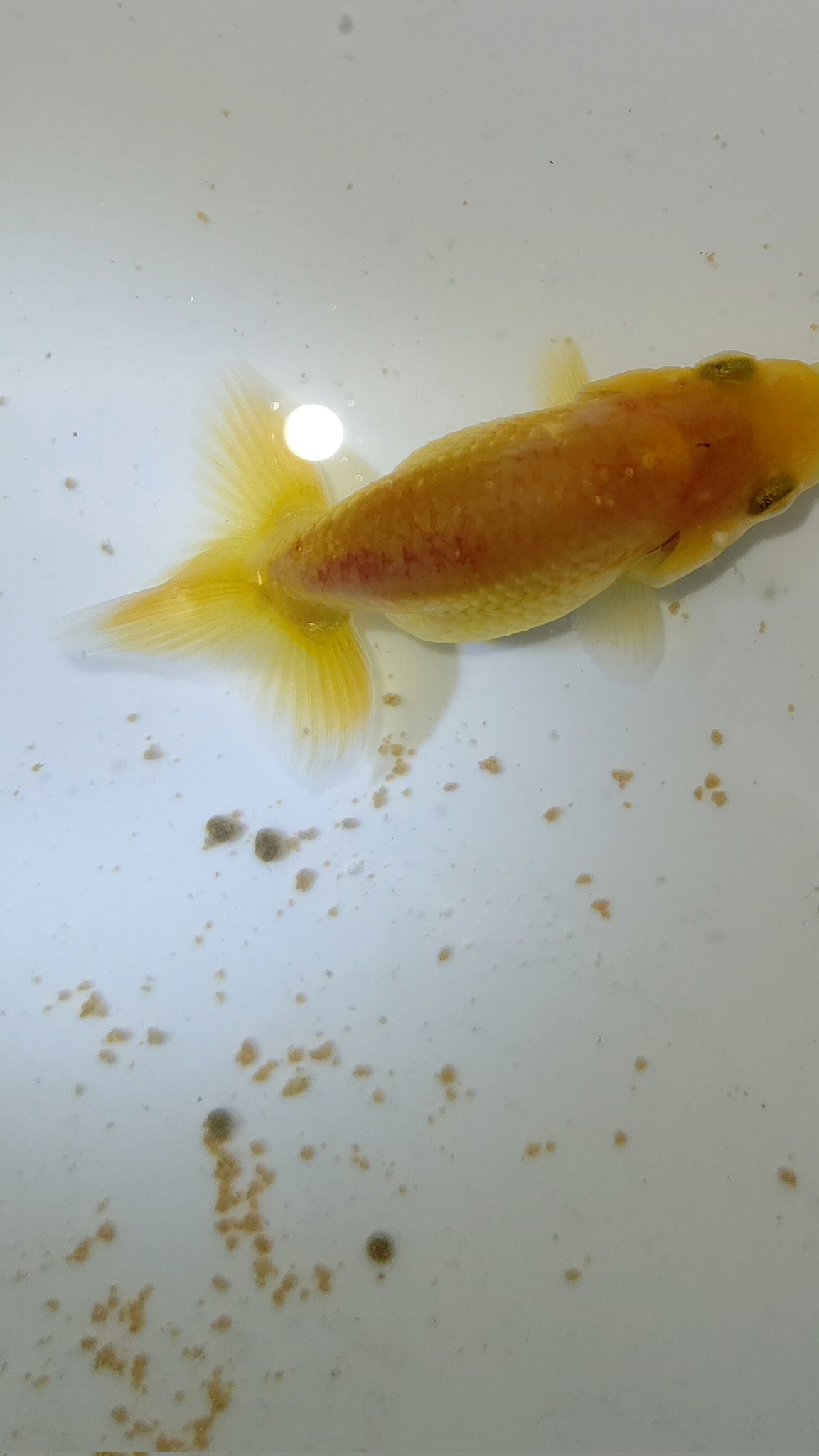 正峰 むむ なんだこれ 赤くなってる 色変わりで疲れたかな それとも日焼け 家で唯一の色変わりちゃんが可哀想に とりあえず隔離して塩浴してメチレンブルー アクアリウム らんちう らんちゅう 蘭鋳 色変わり 金魚 塩浴