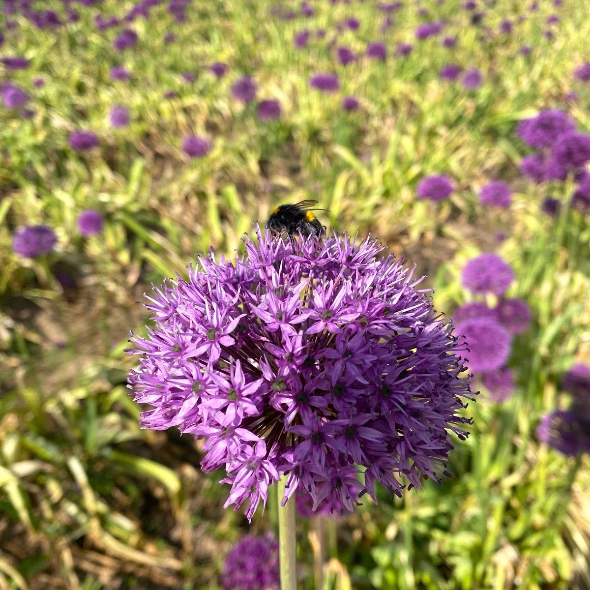 NAYLOR FLOWERS Ltd tweet media