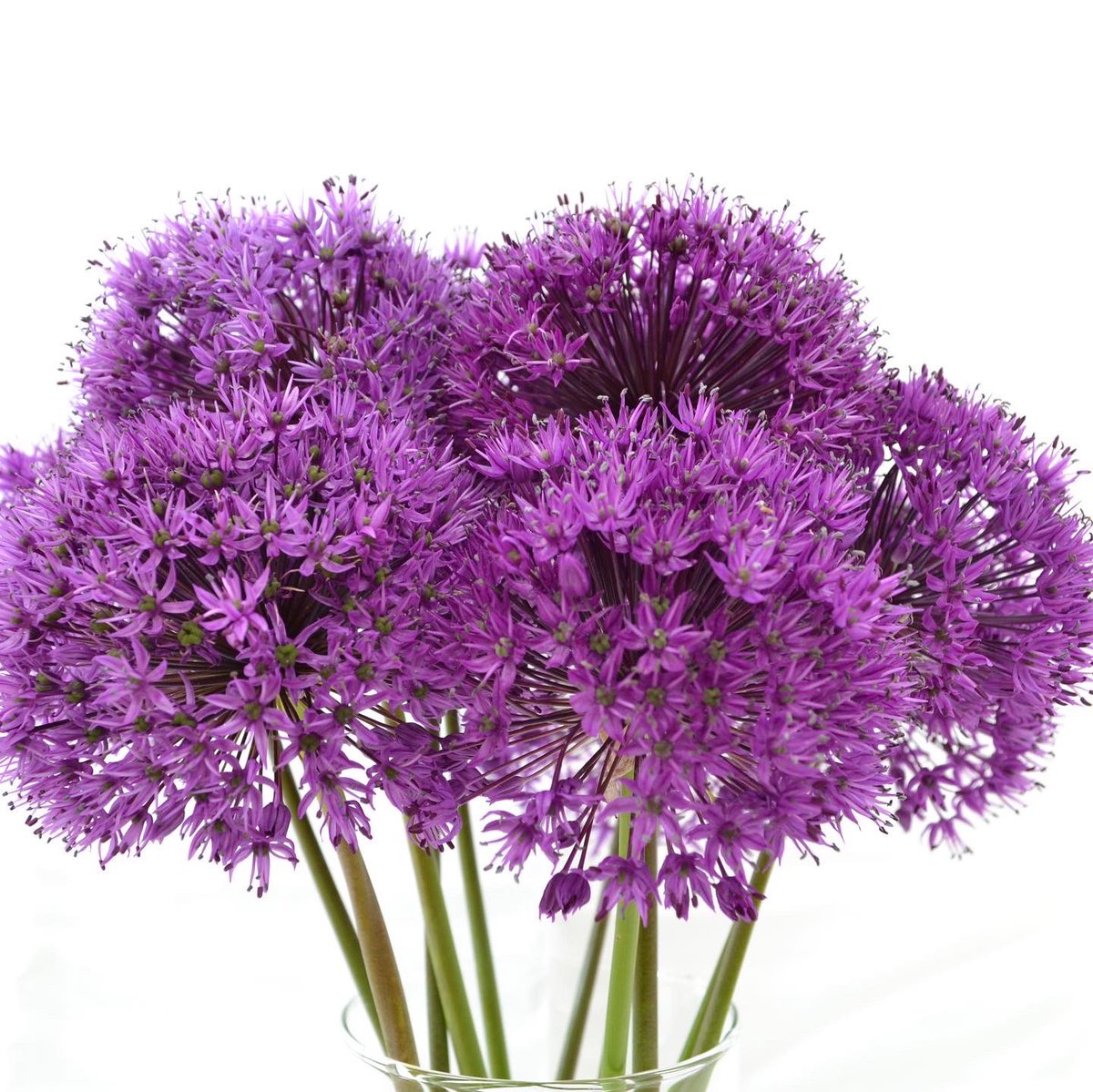 NAYLOR FLOWERS Ltd tweet media