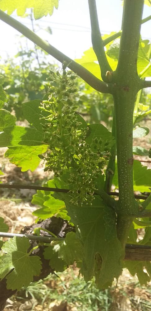 Domaine de Bargylus tweet media