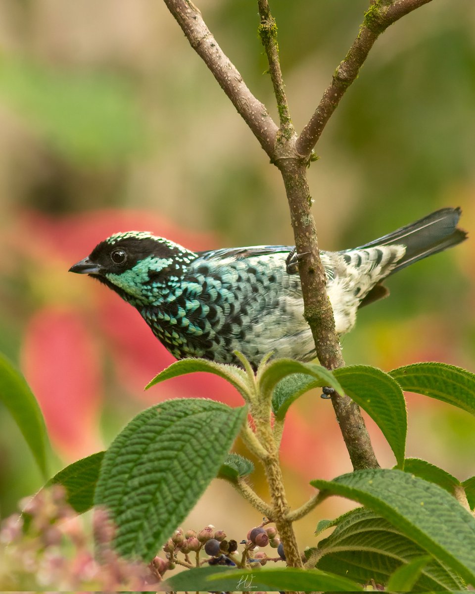 JCHV10's tweet photo. Hoy en #MiercolesDeEmplumados les deseo un feliz inicio de mes en compañía de esta bella Tangara berilina. 
Ella es perfecta para #AvesYEsperanza con su singular plumaje.

🇬🇧Beryl-spangled Tanager
📖 Tangara nigroviridis 

#BirdsSeenIn2022 
#BirdsPhotography 
#birdwatching https://t.co/g1e70YJ4YR