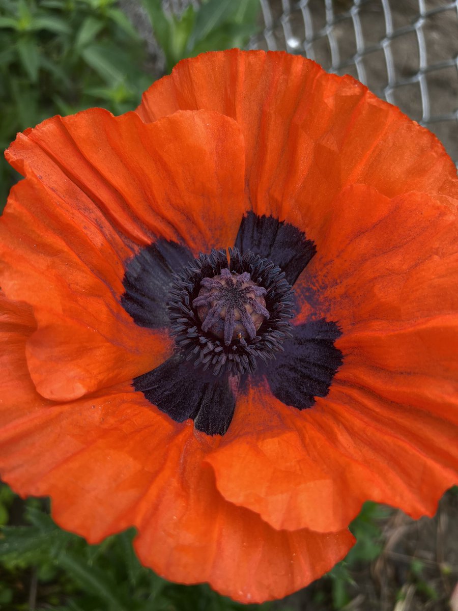 redlighthive's tweet photo. Poppy Update: Hungarian Breadseed has entered bloom https://t.co/AD6o81MZ5i