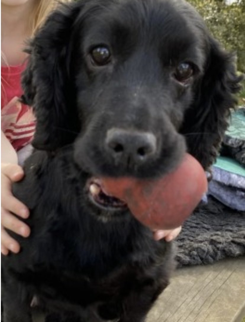rosieDoc2's tweet photo. #SpanielHour
JAZZ appears in #CountryMansWeekly 3/6 female/adult blk #Cocker
STOLEN from garden at home (the other dog was left!)
STOLEN TO ORDER ? BLACK COCKER WANTED ? Was this you?
#Kinnerton #Prestiegne #LD8 WALES
28/4/22
CHIPPED
https://t.co/rGflIRngCO https://t.co/CnGTzdZ4Ea
