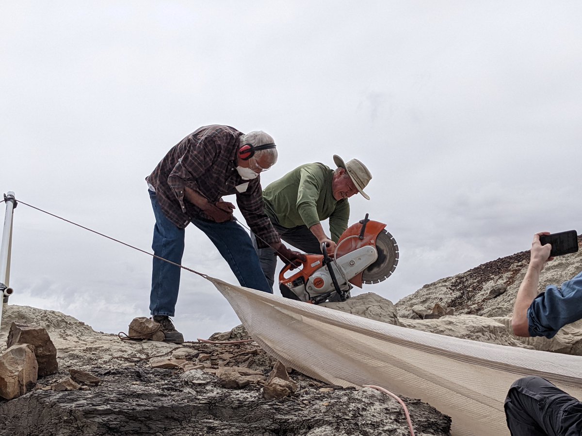 heatherfsmith's tweet photo. It's #DinosaurDay. In the Menefee, we have tyrannosaurid, hadrosaurid, ceratopsian, and ornithomimid dinos. We just excavated an Ornatops (hadrosaur) pelvis w/tail vertebrae. Serious power tools were required to extract the fossil from surrounding matrix. https://t.co/cLUd6mlcZH