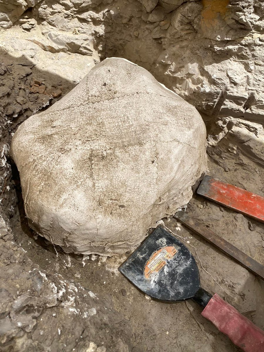 heatherfsmith's tweet photo. It's #DinosaurDay. In the Menefee, we have tyrannosaurid, hadrosaurid, ceratopsian, and ornithomimid dinos. We just excavated an Ornatops (hadrosaur) pelvis w/tail vertebrae. Serious power tools were required to extract the fossil from surrounding matrix. https://t.co/cLUd6mlcZH