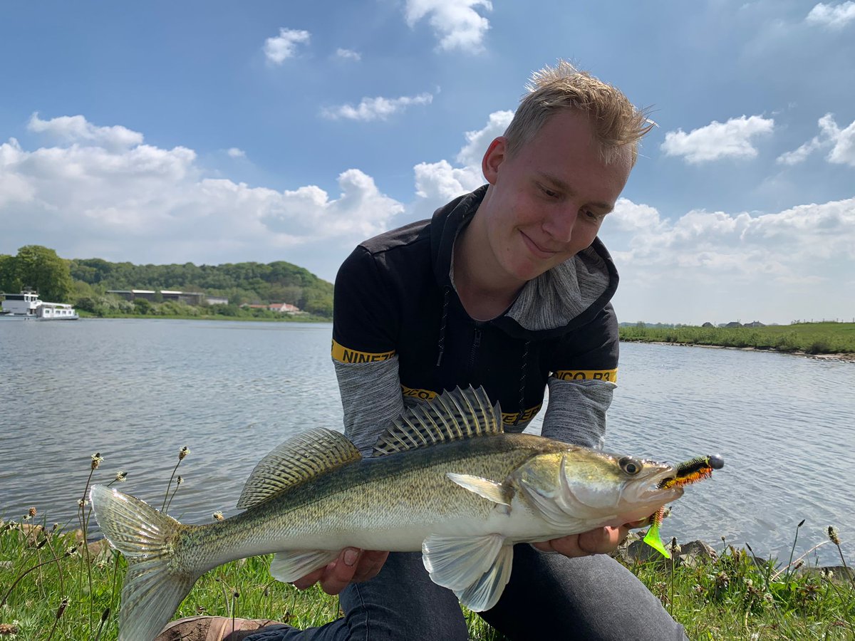treur_peter's tweet image. Beautyfull zander on the Fox rage sikey🔥🔥
#foxrage #fishing #fishinglife #nature #rine #Netherlands