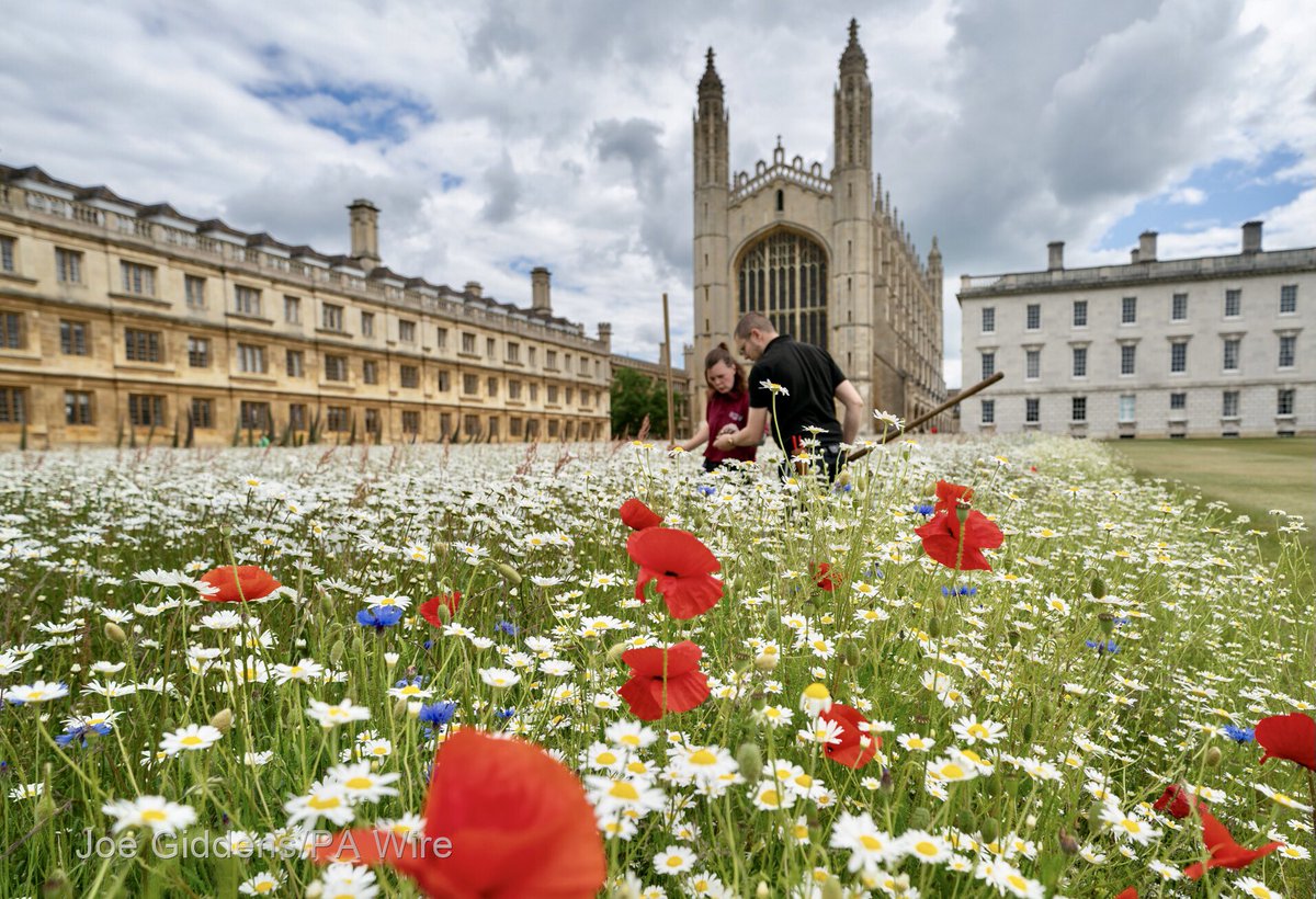 Oxeye daisies dominate the wildflower meadow which has burst into flower at King’s College in Cambridge. Planted in 2020, it has created an area of biodiversity providing food and shelter for hundreds of insect and plant species in a space that had been lush lawn since the 1720s
