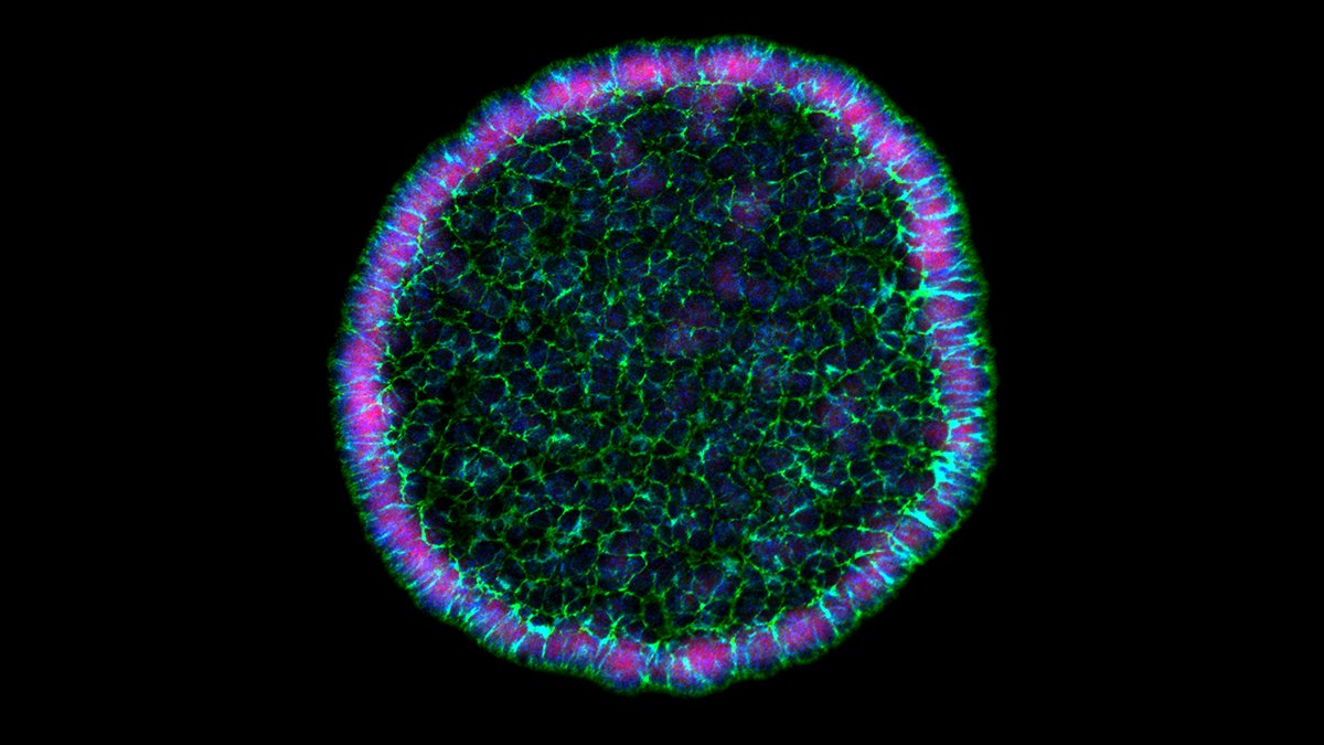 mpi_marburg's tweet photo. The MPI for Terrestrial Microbiology is on Twitter now! We are really excited to join the community. Feel free to follow us for the latest news, events and research activities. 
Stay tuned for more updates in the next days! https://t.co/hxSQdrwgHc