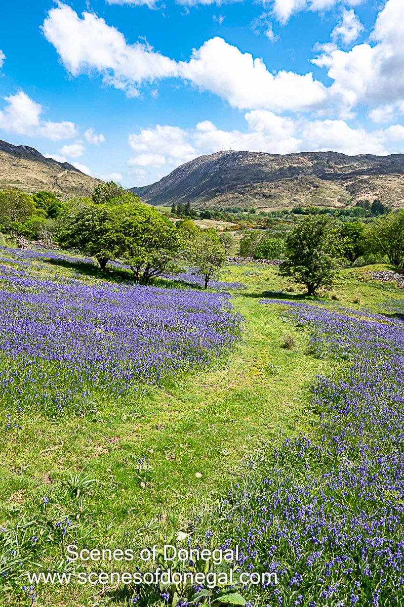 scenesofdonegal's tweet photo. Bluebell haven.

Field of bluebells near Donegal Town a few weeks ago.

#donegal #wildatlanticway #scenesofdonegal #visitdonegal #ireland #lovedonegal #donegaltown #bluebells https://t.co/4A9GQEUlrL