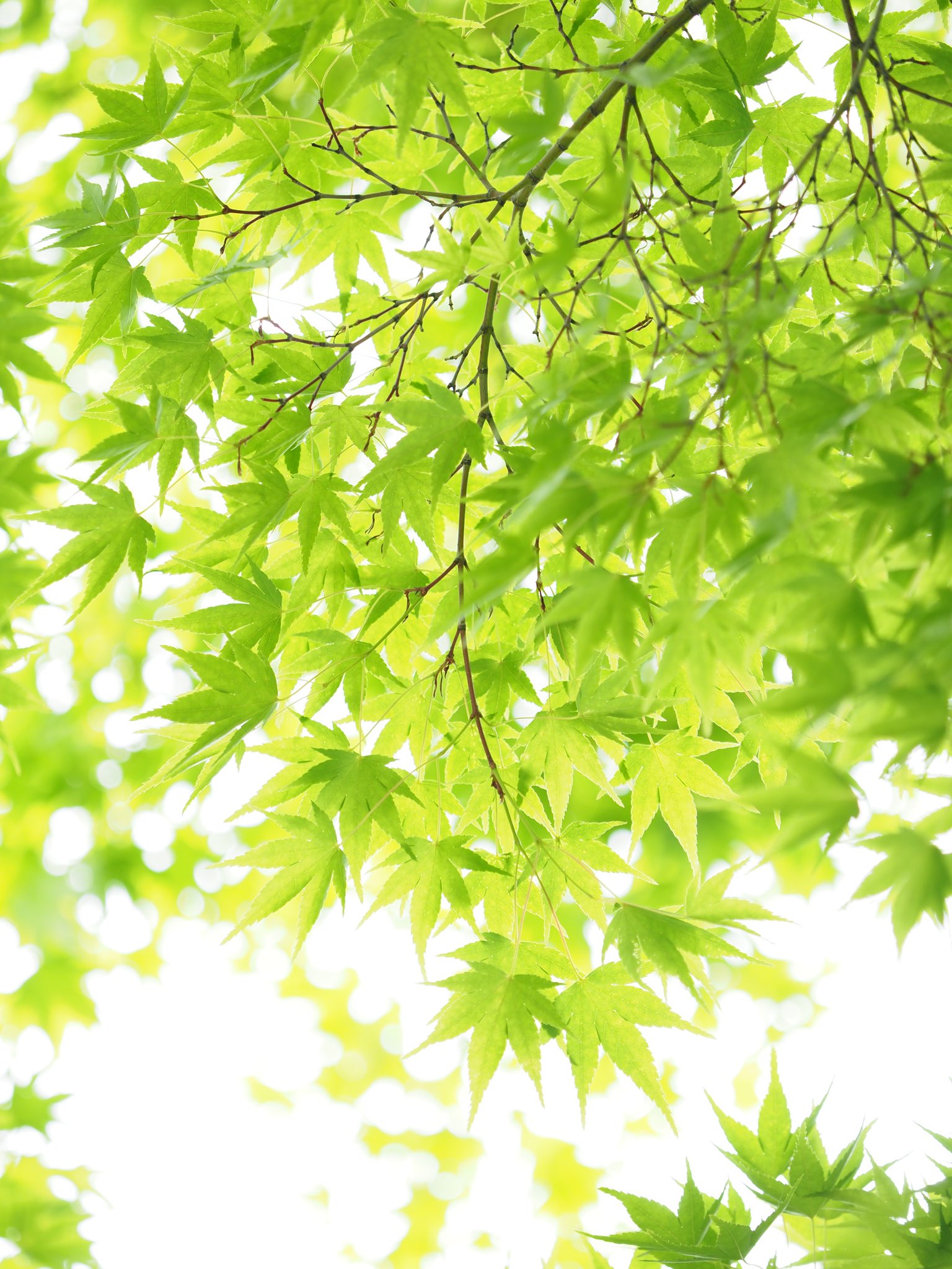 仁和寺 Twitterren 今日から6月 青もみじが涼しげな季節となりました 仁和寺 青もみじ T Co 4lcxaswwoo Twitter