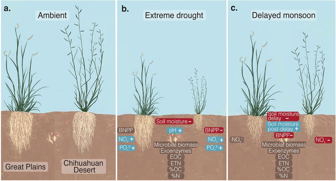 Abiotic stress in plants (Green Survivors) (@abioticstress) on Twitter photo New article by @JensoHolguin @ESA_Prez2013
✔️Belowground responses to altered #precipitation regimes in two semi-arid #grasslands
🔓sciencedirect.com/science/articl…
<a href="/SEVLTER/">Sevilleta LTER</a> @SevilletaFS <a href="/ELSenviron/">Elsevier Environment</a> <a href="/cpsavesoil/">Conscious Planet #SaveSoil</a> <a href="/farmingonline/">Farming Online</a> #Scicomm <a href="/B0tSci/">ScienceStop</a> <a href="/DroughtCenter/">Drought Center</a> @CGIARDrylands #PlantSci New article by @JensoHolguin @ESA_Prez2013
✔️Belowground responses to altered #precipitation regimes in two semi-arid #grasslands
🔓sciencedirect.com/science/articl…
<a href="/SEVLTER/">Sevilleta LTER</a> @SevilletaFS <a href="/ELSenviron/">Elsevier Environment</a> <a href="/cpsavesoil/">Conscious Planet #SaveSoil</a> <a href="/farmingonline/">Farming Online</a> #Scicomm <a href="/B0tSci/">ScienceStop</a> <a href="/DroughtCenter/">Drought Center</a> @CGIARDrylands #PlantSci