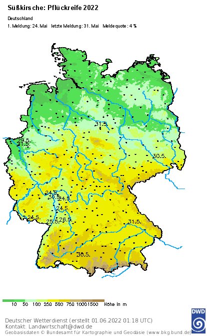 DWD_klima's tweet photo. Der #phänologische #Frühsommer mit der #Blüte des #Schwarzen #Holunders hat inzwischen fast deutschlandweit Einzug gehalten - 5 Tage später als im Mittel. Aktuell wurden die ersten reifen #Süßkirschen gemeldet. Mehr zur aktuellen #Pflanzenentwicklung: https://t.co/aiv7Lrm5ab !B https://t.co/GNPqdOziCr