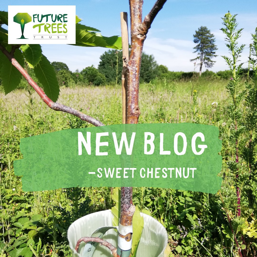 FutureTreesUK's tweet image. New blog added to our website. 
Dr Joe Beesley writes about Sweet Chestnut. 
The presence of microorganism; Gnomoniopsis smithogilvyi. 
Find the full article here - 
futuretrees.org/sweet-chestnut…

#trees #futuretrees #sweetchestnut