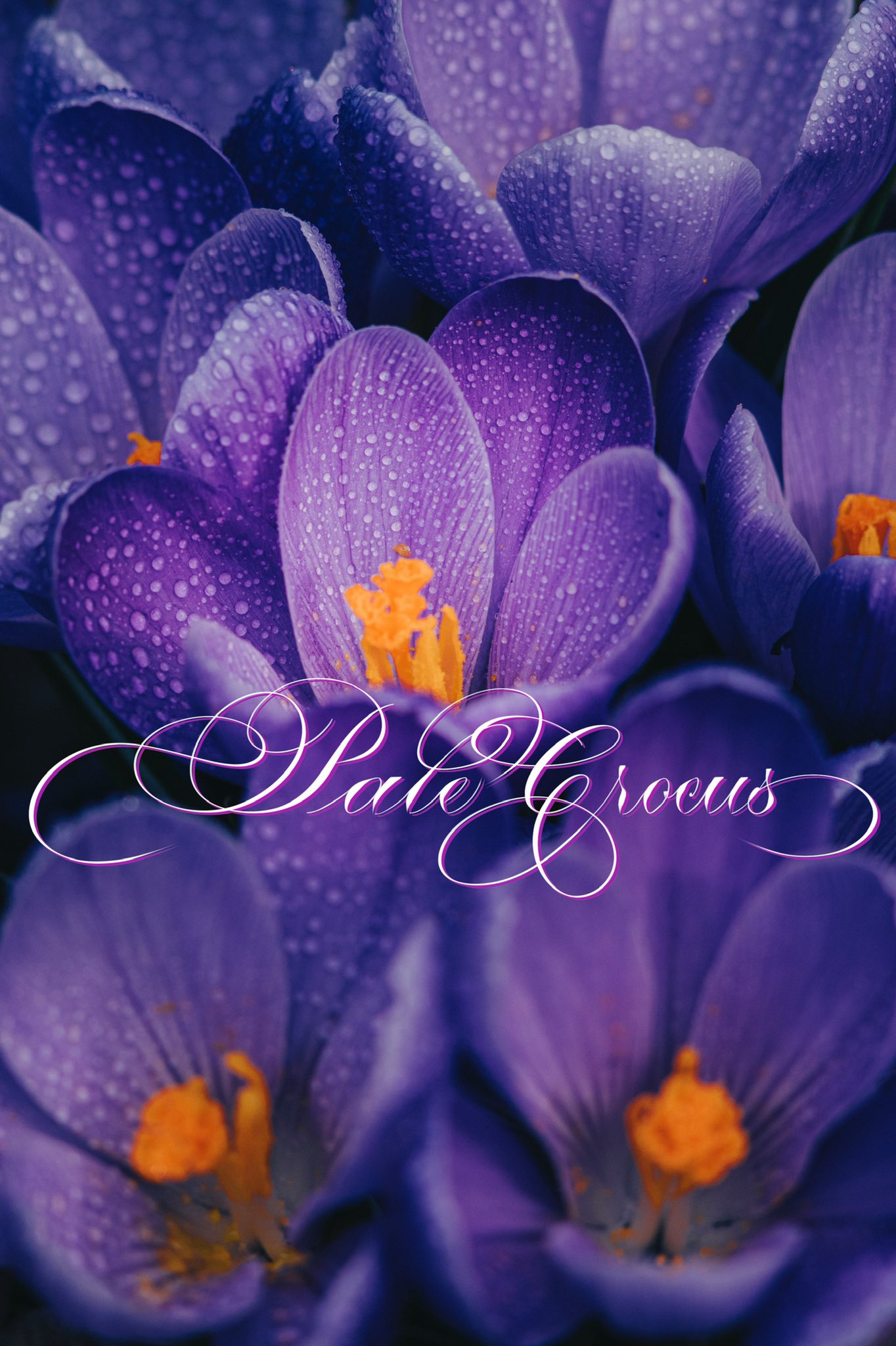 Soothing Calligraphy Hikaru ペールクロッカス アヤメ科 クロッカス属の観賞用の花があるようです 紫って高貴な感じしますよね T Co Snsdiqvq1i Twitter