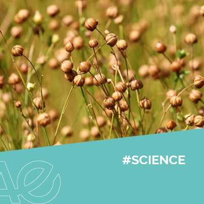 INRAE_Tlse's tweet photo. [#bioéconomie] Comment étudier les impacts environnementaux de la production de matériaux biosourcés ❓

➡️Découvrez l'analyse de cycle de vie d'un matériau de renforcement à partir de fibre de lin

👉https://t.co/Wl5Z97qHyr https://t.co/Wr8UFnrDfr