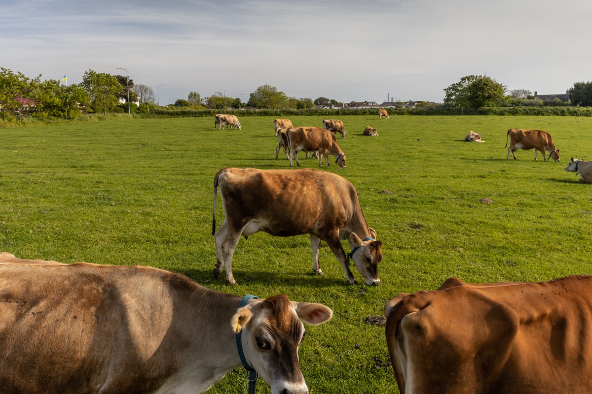 A day trip to #Jersey island published last week in <a href="/WSJ/">The Wall Street Journal</a>
The story is about Russian oligarch's assets being frozen by the island authorities, but I had the opportunity to show a wider view of this tax haven island.
Nice to work there with <a href="/MaximColch/">Max Colchester</a> 
#🇬🇧🇫🇷🇺🇸
©Jérémie Souteyrat