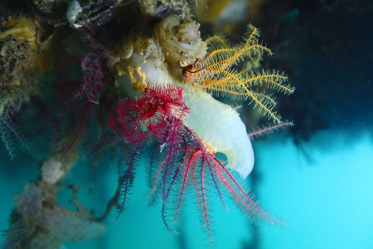 CNRS_dr17's tweet photo. #Evènement | Mercredi 8 juin, au Bar des deux rivières de Morlaix se tiendra le Café des sciences « Changement global : l'acidification des océans, quelle menace pour la biodiversité marine ? », animé par une chercheuse de l’#AD2M de la @SBRoscoff. 🌊
▶️ https://t.co/fikRsBeX4L https://t.co/QQSTX4i8cE